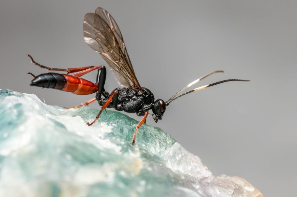 Emergency Pest Control: What To Do When Infestation Strikes