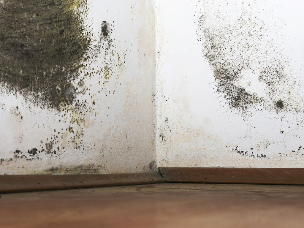 The Link Between Black Mold and Respiratory Issues