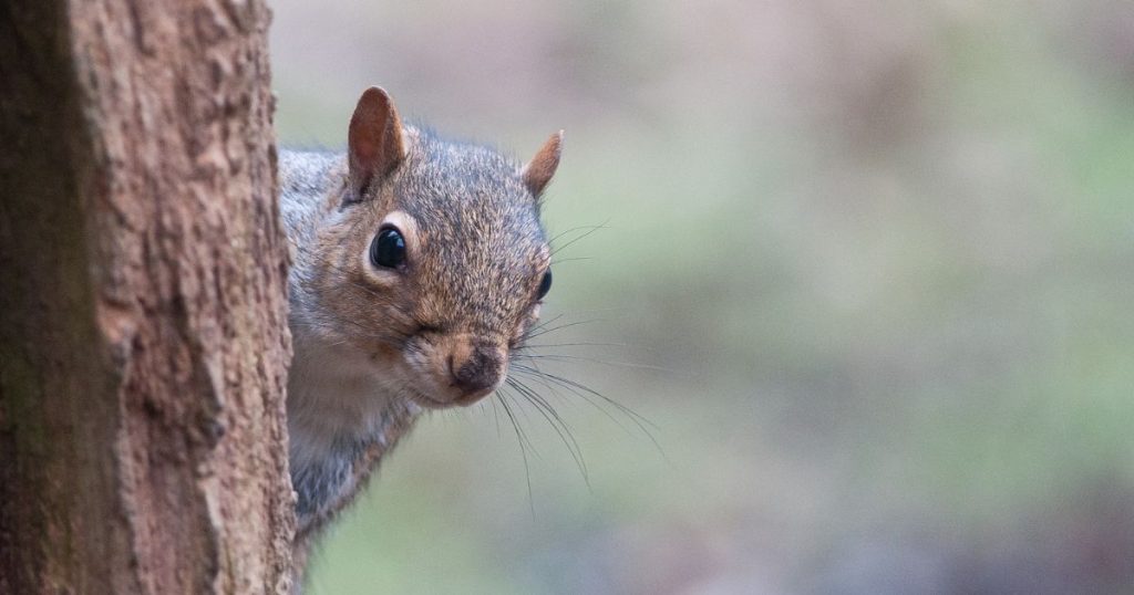 Furniture That Deters Squirrels: Effective Solutions for Your Home and Garden
