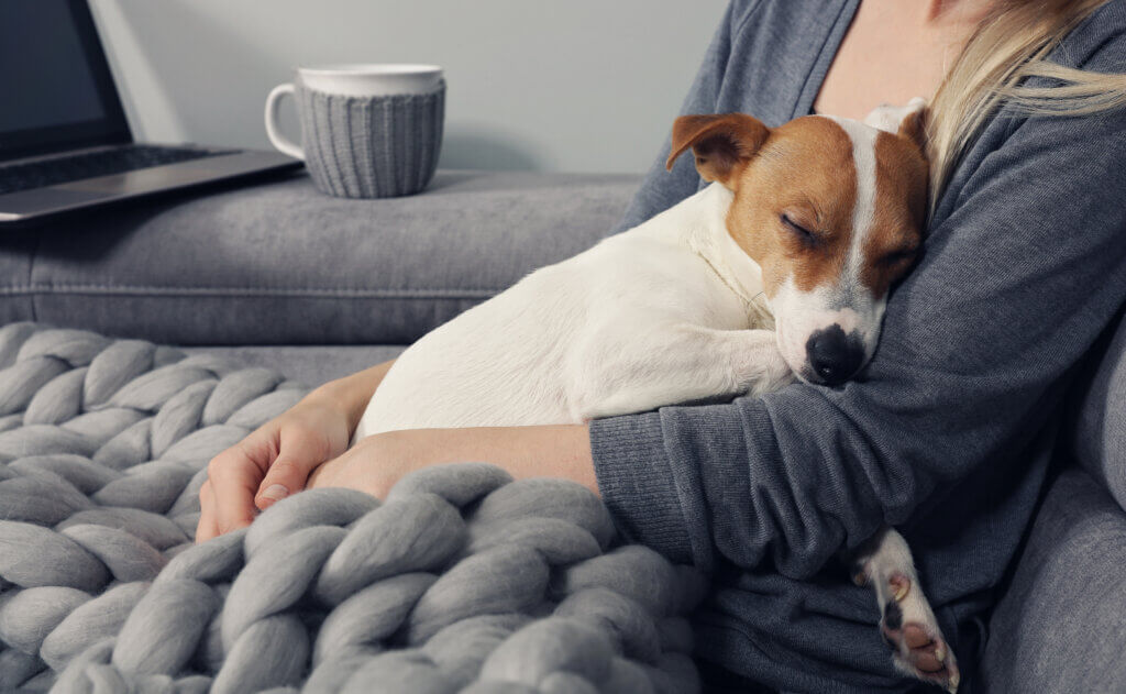 Why a Strong Immune System Is Key to Your Dog’s Health