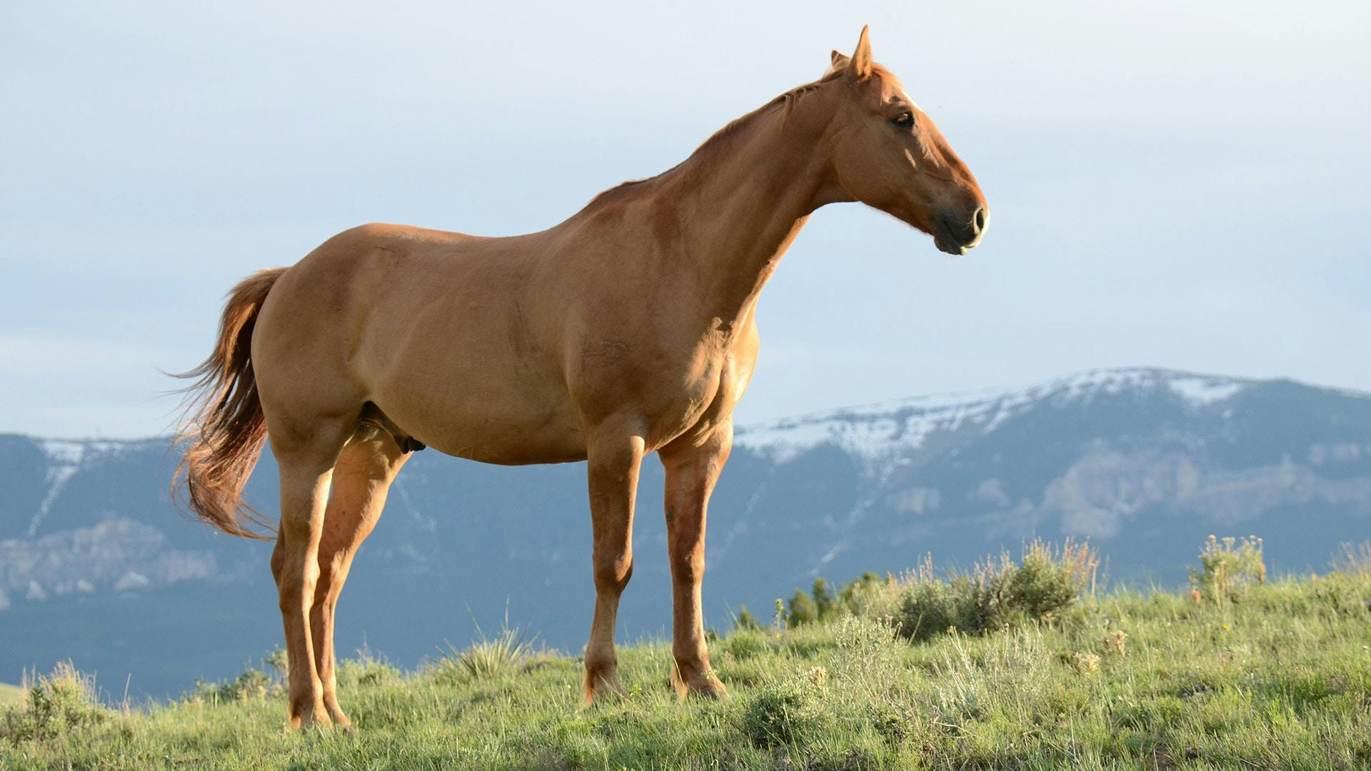 What Are the Names of the Top Equine Therapy Programs in the United States? 1