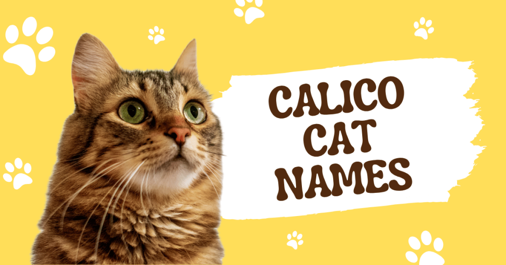 Calico Cat Names