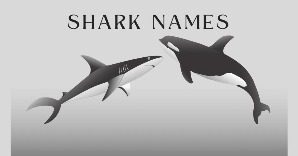 Shark Names